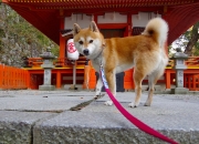 雷火电竞网站-当国际象棋遇上古典摔跤，戈贝尔在灰熊禁区写下的暴力美学