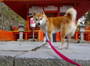 雷火电竞网站-当国际象棋遇上古典摔跤，戈贝尔在灰熊禁区写下的暴力美学