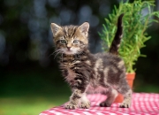 雷火电竞主播-选项（请选择后展开内容）