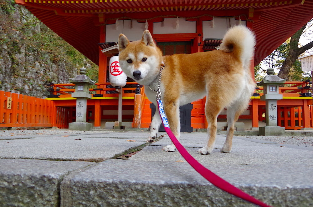 当国际象棋遇上古典摔跤,戈贝尔在灰熊禁区写下的暴力美学