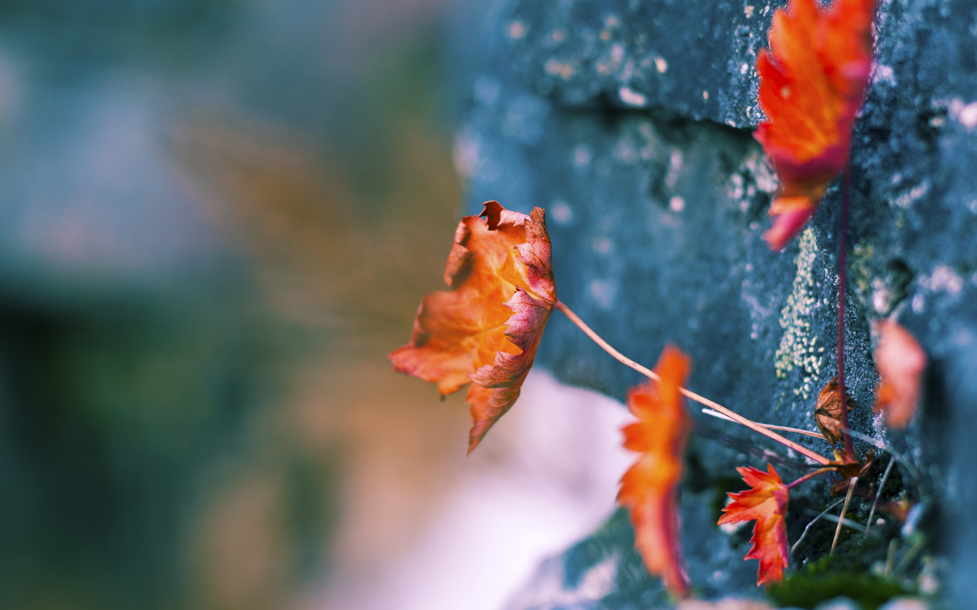 严寒主场不敌滚烫灵魂，范弗利特如何用一腔孤勇煮沸了东北的雪