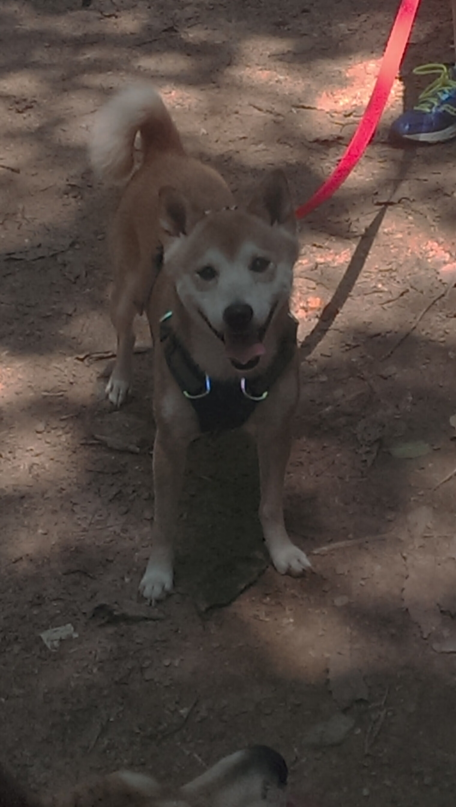 当星轨偏折，李刚仁49秒改写尼斯与毕尔巴鄂的命运脚本