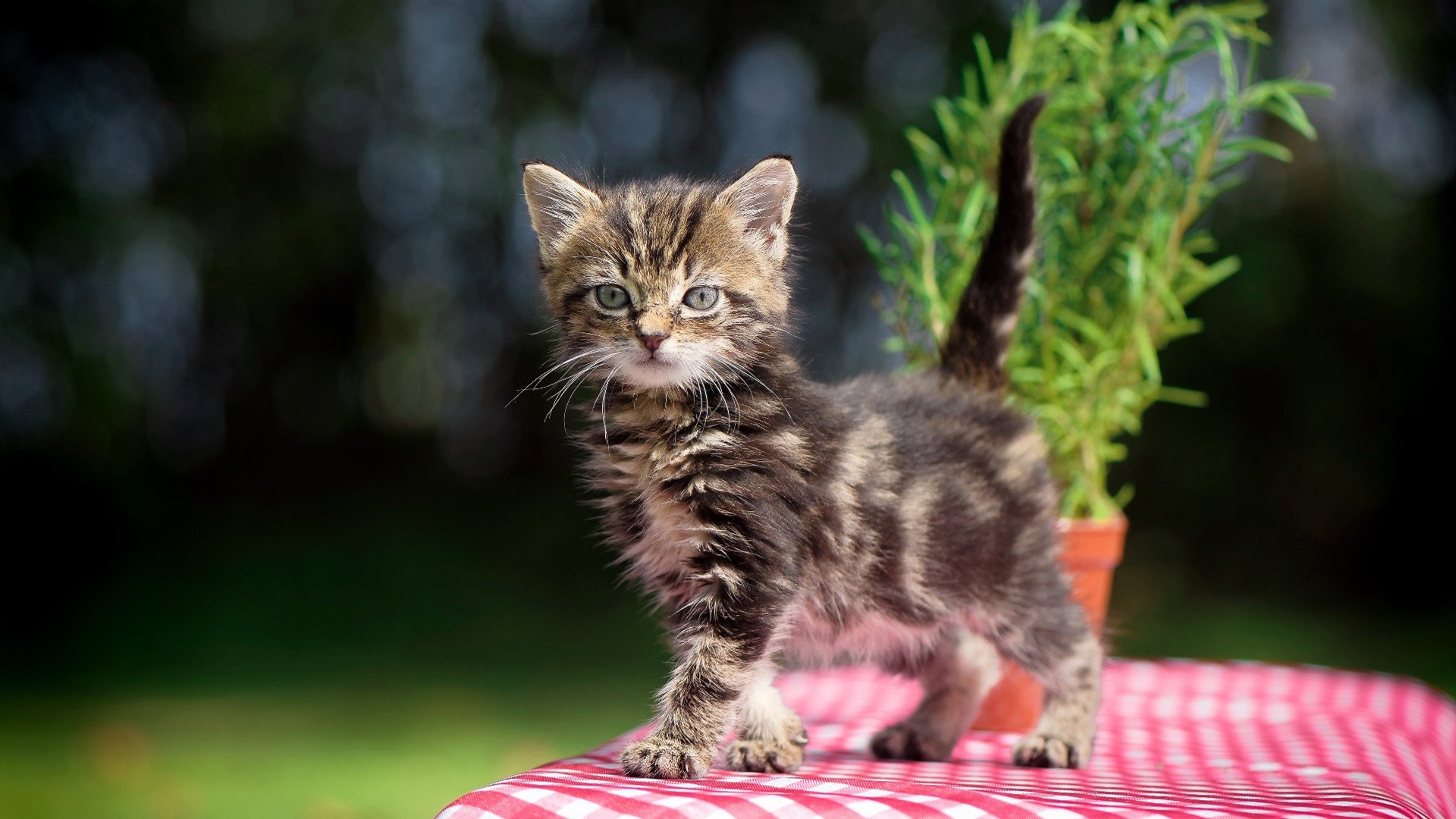选项（请选择后展开内容）