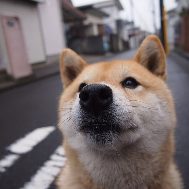 39岁的王者,詹姆斯创赛季新高,公牛展现冠军级统治力