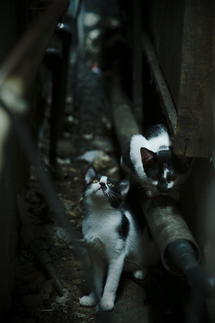 钢铁之韧,赤焰之心,当边缘舞台的吉林与聚光灯下的福克斯,用同一种方式定义胜利