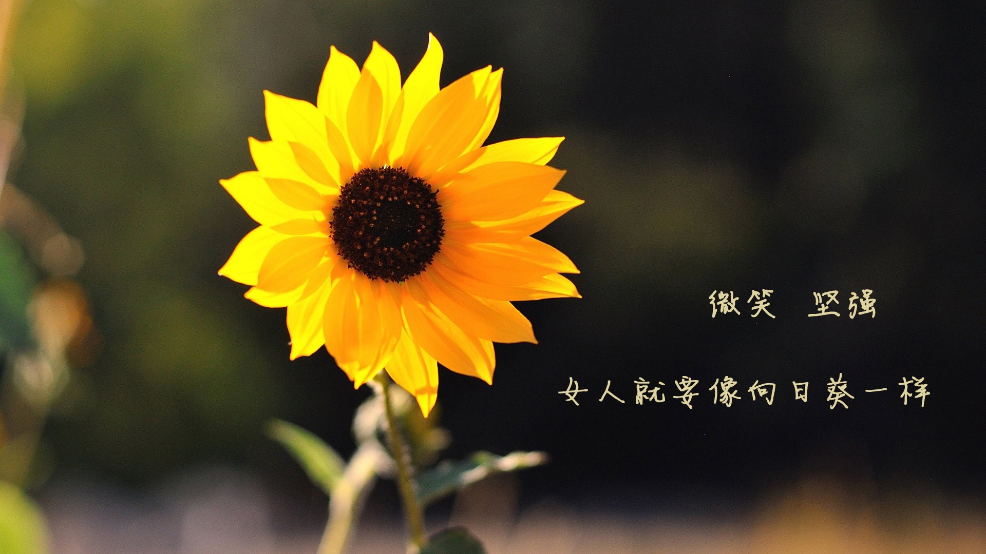 德黑兰之夜的闪电,当布罗佐维奇的左脚改写了足球编年史